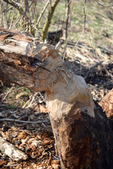  cut trees by beavers