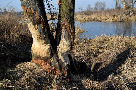  cut trees by beavers