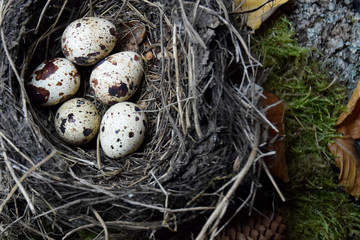 Naklejka na ściany i meble speckled eggs in the nest