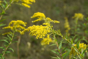 goldenrod herbal medicine