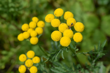 Tansy medicinal herb organic alternative