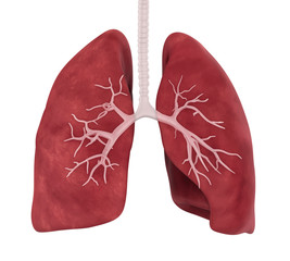 Human Lung Anatomy Illustration