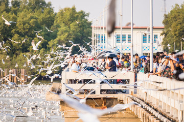 Samut Prakan, Thailand - February,23, 2020 : People are going to watch​ seagull​s at​ Bangpu Recreation​ Center in Samutprakan province, the famous place in Thailand for tourist and ornithology.