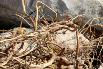 dry branches or plant roots intertwined creating a beautiful pattern of light and shadow on the huge stones of the southern coast of the countries on a sunny day