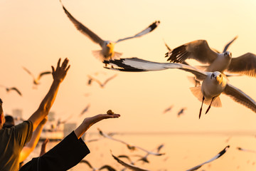 Fototapeta premium Samut Prakan, Thailand - February,23, 2020 : Seagull eating food in the sky from human throw at sunset.Seagull migrated to the Gulf of Thailand during the winter at Bangpoo Samut Prakan province.