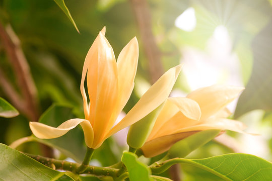 White Champaka Flowers and Green Leaves With Sunlight.