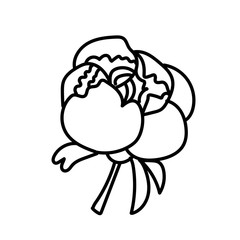 Vector single Peony. Botanical illustration doodle black line art on a white isolated background.Design for social media,web,cards,textiles, wrapping paper,packaging,prints,coloring.