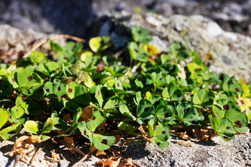 Bur clover plant