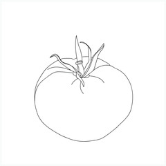 Sketch of tomato.Black and white graphics.Vector