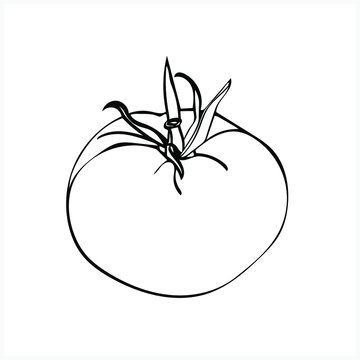 Sketch of tomato.Black and white graphics.Vector