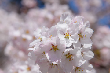 桜