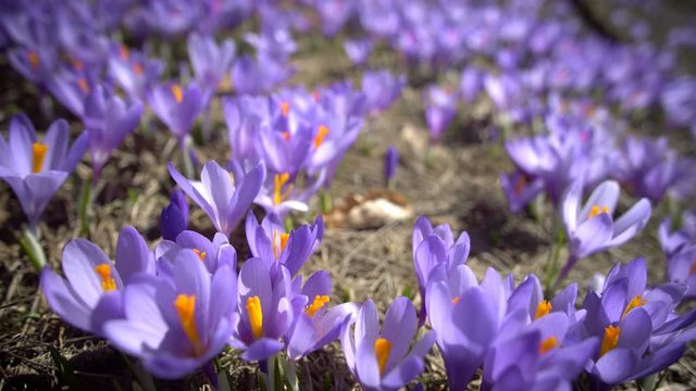  Field of wild purple crocuses
