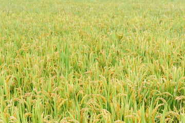 A good harvest of rice