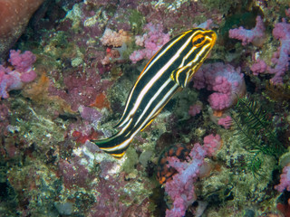 A Striped Sweetlips (Plectorhinchus diagrammus)