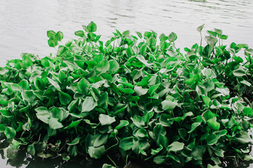 Group of water hyacinth floating in the river.Floating water hyacinth, plants green leaves. Scientific name is Eichornia crassipes (Mart.) Solms. Water hyacinth and grass in the canal.