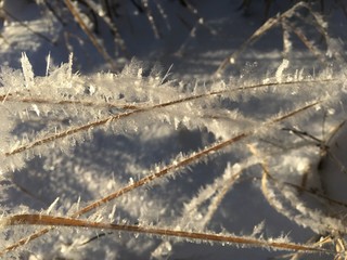 hoarfrost on grass