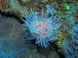 The amazing and mysterious underwater world of Indonesia, North Sulawesi, Manado, tube worm