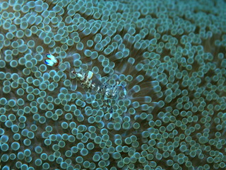 The amazing and mysterious underwater world of Indonesia, North Sulawesi, Manado, anemone shrimp cleaner