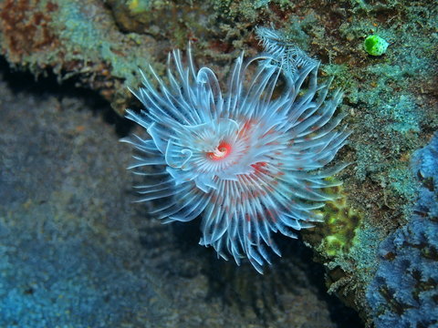 The amazing and mysterious underwater world of Indonesia, North Sulawesi, Manado, tube worm