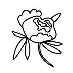 Vector single Peony. Botanical illustration doodle black line art on a white isolated background.Design for social media,web,cards,textiles, wrapping paper,packaging,prints,coloring.