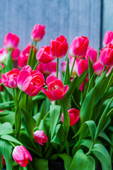 pink tulips near blue wall