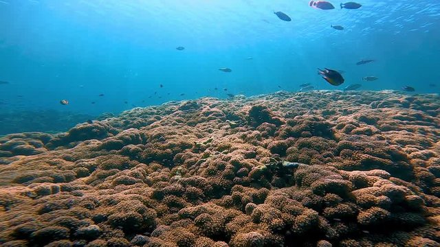 shallow orange coral reef with covered in soft corals and fish swimming around. sun rays shining down on the reef.