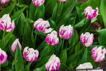 fresh tulips in the Amsterdam