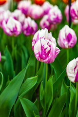 fresh tulips in the Amsterdam