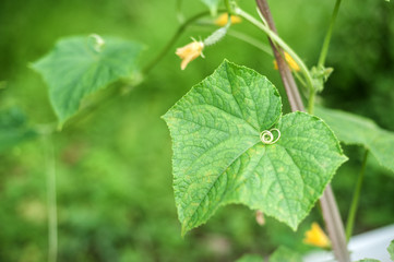 young green cucumber on a branch in the garden