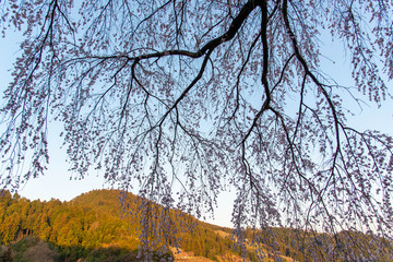 Obraz premium 早朝の青空と山と桜の花