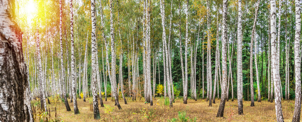 Beautiful autumn birch forest.