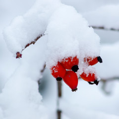 Snowy branches in seasonal winter wonderland