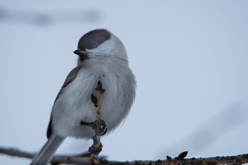 お澄ましハシブトガラ