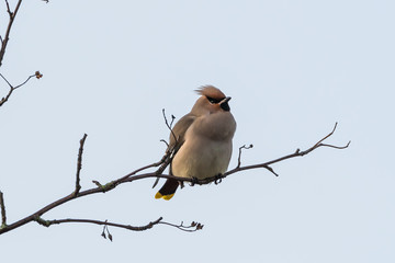 Waxwing close up