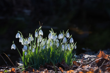 Snowdrops in backlight