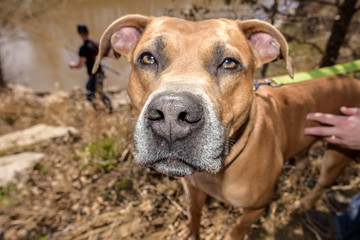 Pitt Mix Dog