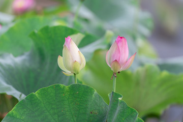 Obraz na płótnie Canvas Close up of a single pink lotus flower