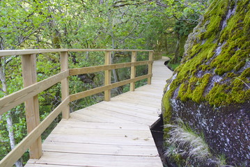 sendero de madera por el bosque