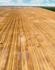 Aerial view of harvested wheat field. Haystacks lay upon the agricultural field.