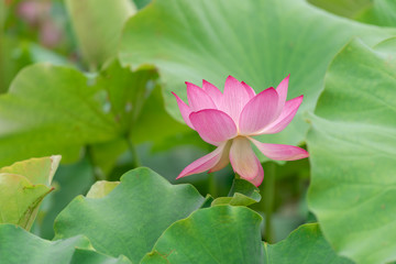 Close up of a single pink lotus flower