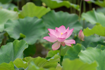 Close up of a single pink lotus flower