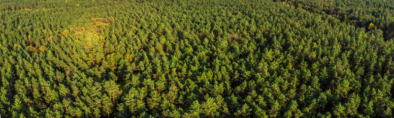 Fototapeta na wymiar Aerial panoramic view of evergreen pine forest.