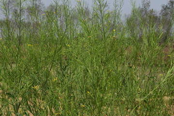 green grass on a background