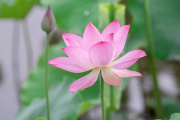 Fototapeta premium Close up of a single pink lotus flower