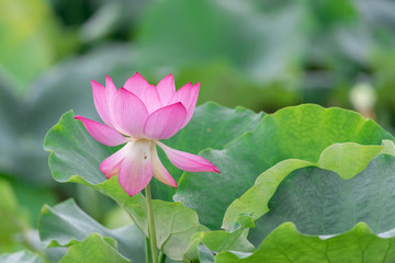 Close up of a single pink lotus flower