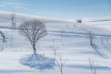 雪影の丘