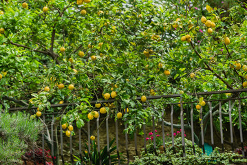 Fototapeta na wymiar lemon trees in the Italy