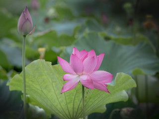 The lotus in the pool is in full bloom, red flowers, green leaves, with water drops, close-up...