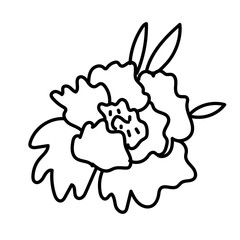 Vector single Peony. Botanical illustration doodle black line art on a white isolated background.Design for social media,web,cards,textiles, wrapping paper,packaging,prints,coloring.