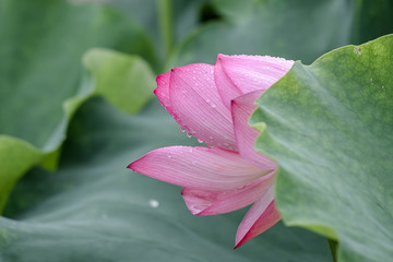The lotus in the pool is in full bloom, red flowers, green leaves, with water drops, close-up...